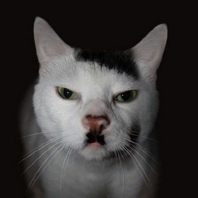 Henry IV profile photo